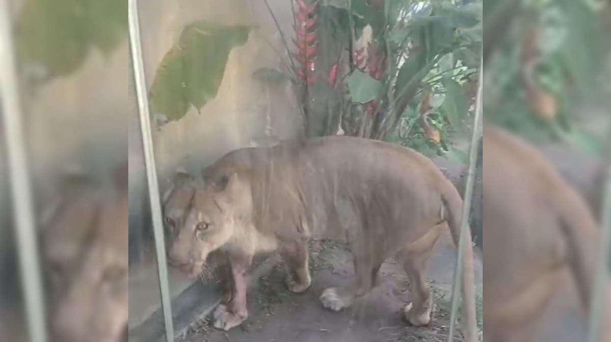 Caso Gerson: instituto entra com ação na Justiça no valor de R$ 1 milhão para saber em que condições leoa é mantida na Bica