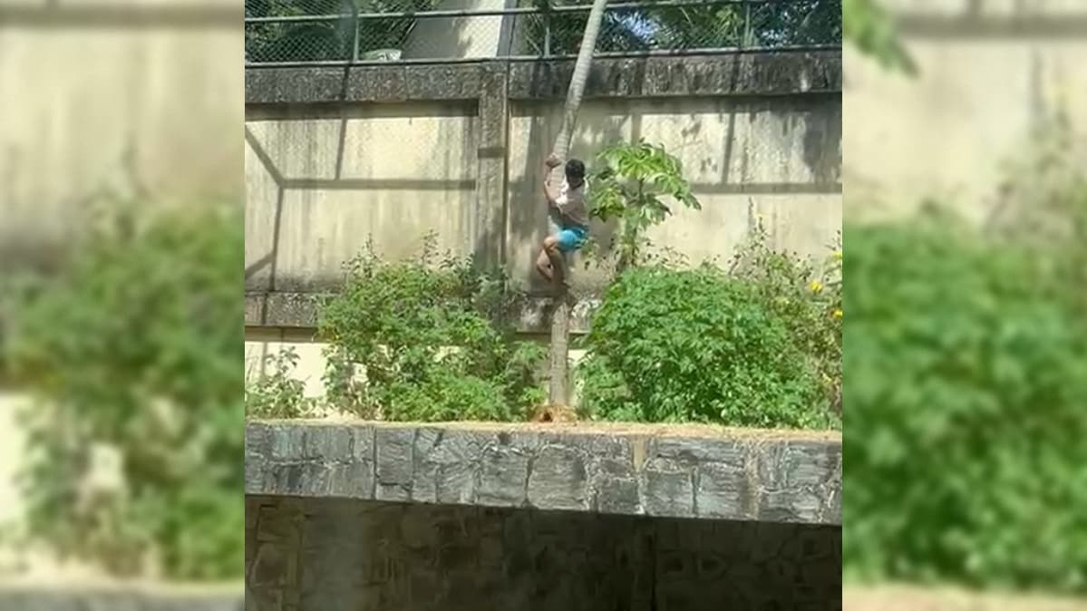 Secretário explica que ataque da leoa a homem na Bica foi por defesa: "teve o seu recinto invadido"