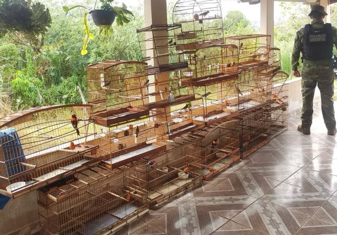 Aves silvestres mantidas em cativeiro são apreendidas em Salgado de São Félix