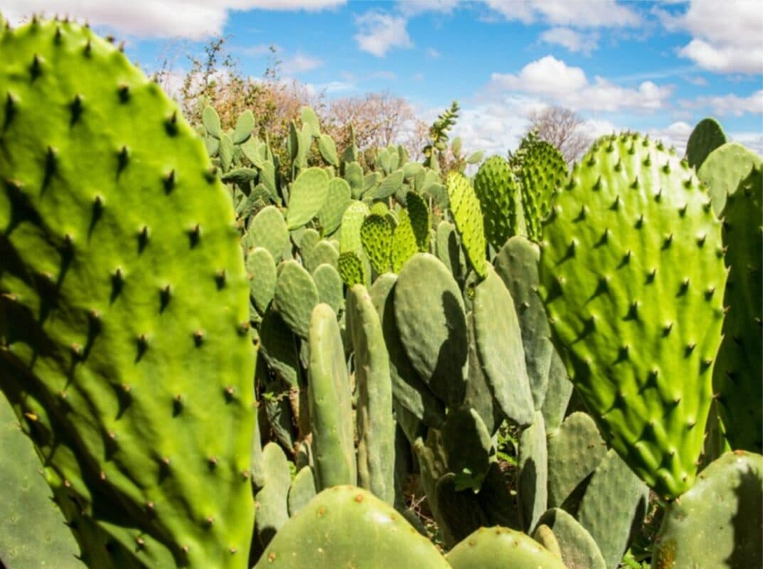 Fazenda Carnaúba suspende venda de palma após fiscalização e reclama de burocracia: "trava desenvolvimento"