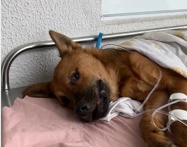 Vereadores denunciam descaso e caos nos serviços do Hospital Veterinário de João Pessoa