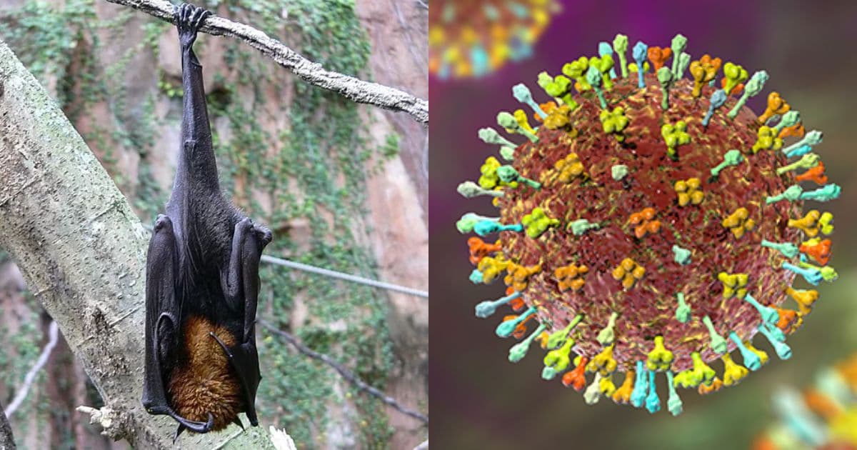 Alerta: Índia confirma novo surto de Vírus Nipah com alta taxa de mortalidade