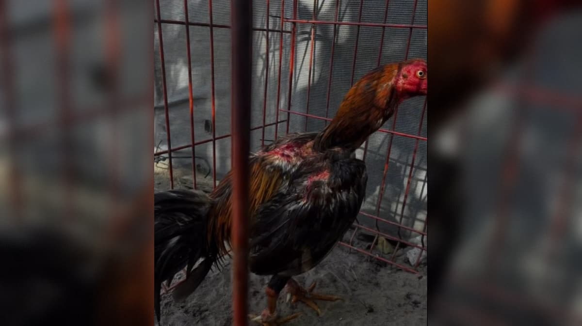 Responsável por rinha de galos é preso em João Pessoa