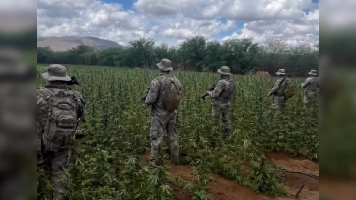 Operação destrói 72 mil pés de maconha e mais de uma tonelada da droga no Cariri da Paraíba