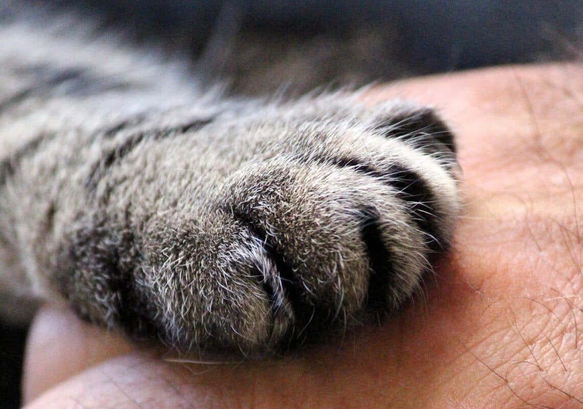 Polícia prende suspeito de agredir esposa, matar gata e quebrar móveis de casa, no Sertão da Paraíba