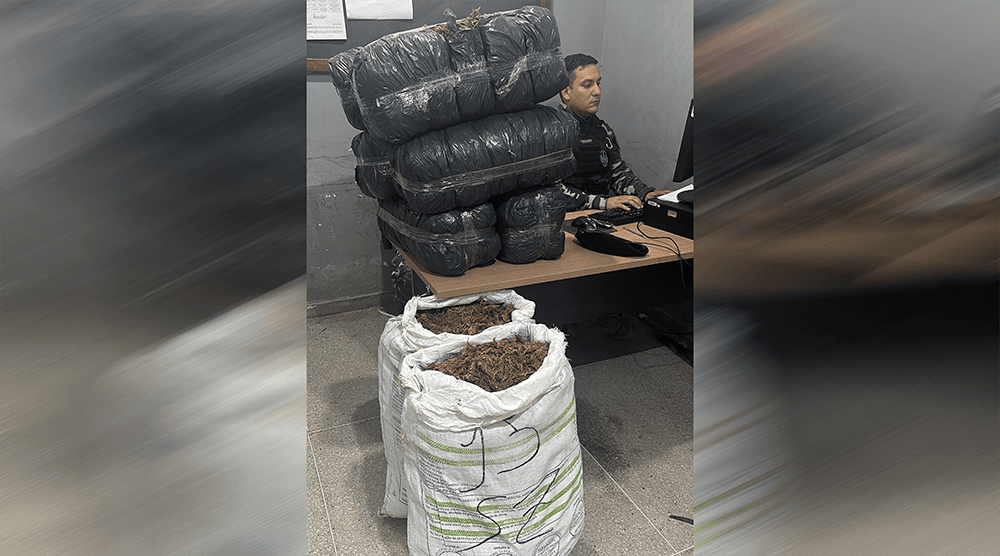 Polícia Militar apreende 62 kg de maconha em distrito de Campina Grande