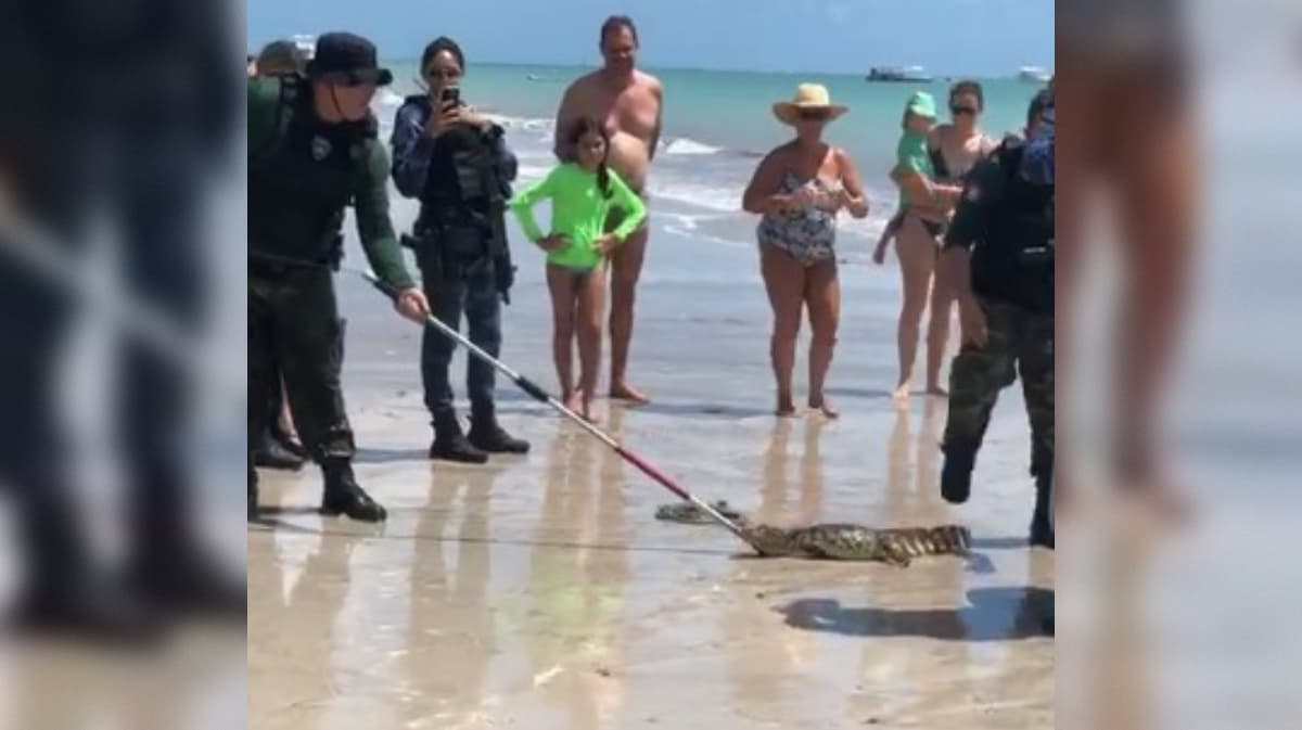 Jacaré é capturado na Praia de Camboinha, em Cabedelo
