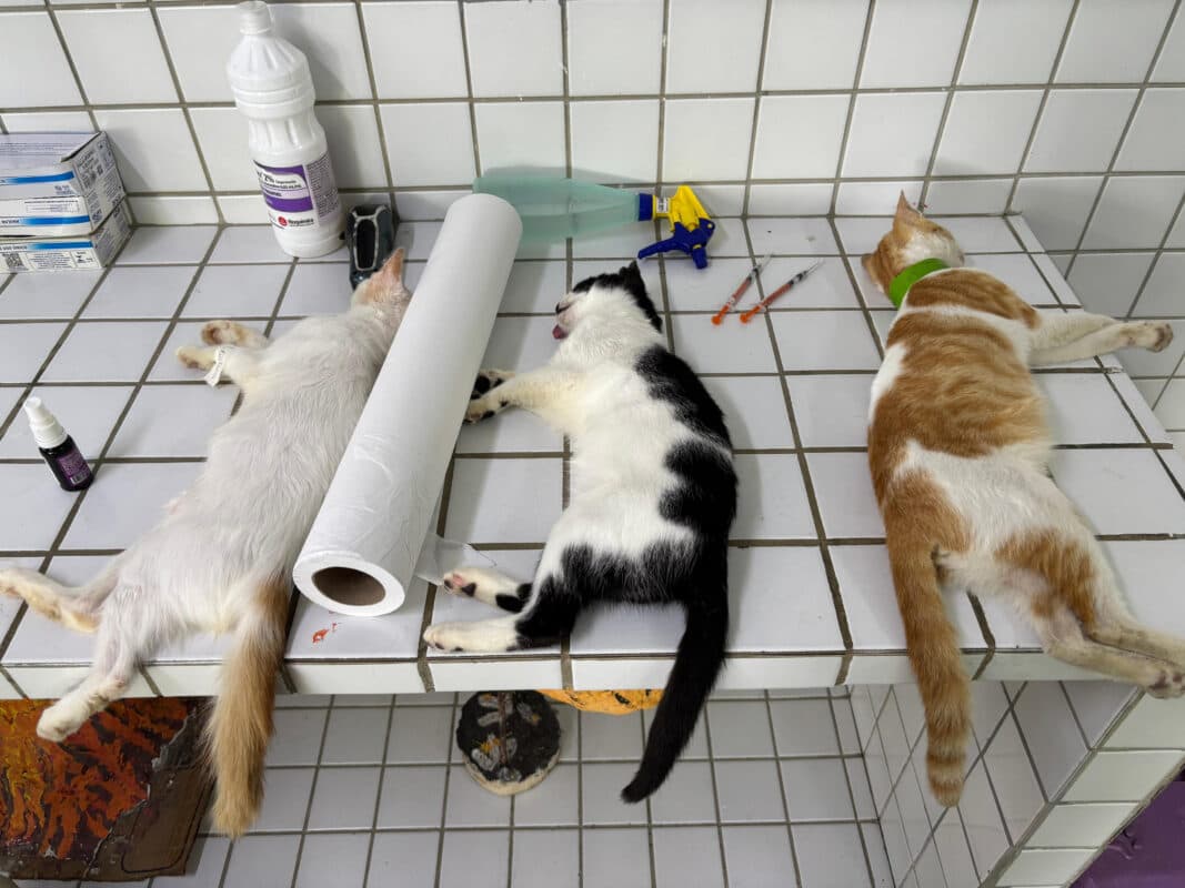 Polícia e CRMV interrompem mutirão irregular de castrações de animais em escola pública de Juripiranga