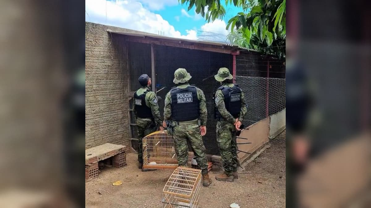 Operação resgata 32 aves silvestres e autua duas pessoas no Sertão da Paraíba