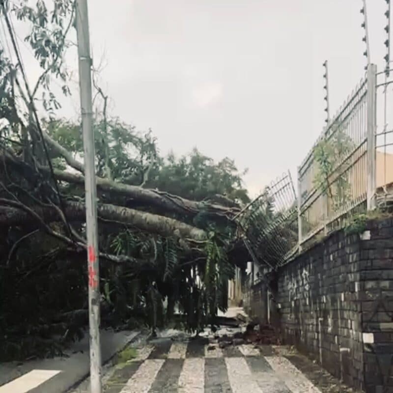 Chuvas e ventos fortes provocam queda de árvores, danos em imóveis e outros transtornos em Campina Grande