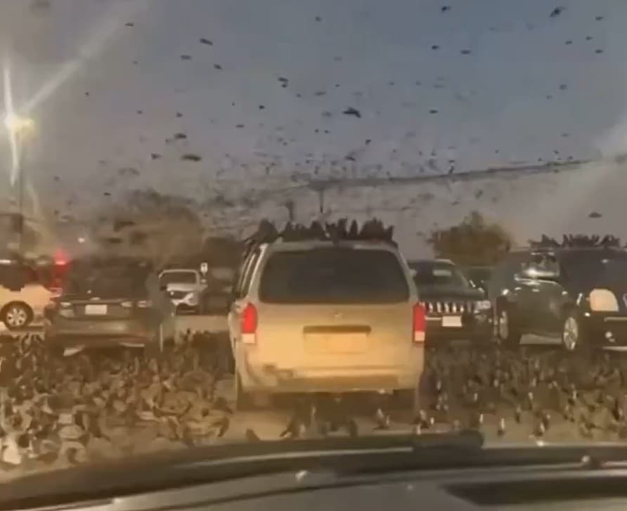 "Nuvem Negra" sobre Tel Aviv: Milhares de corvos geram teorias apocalípticas