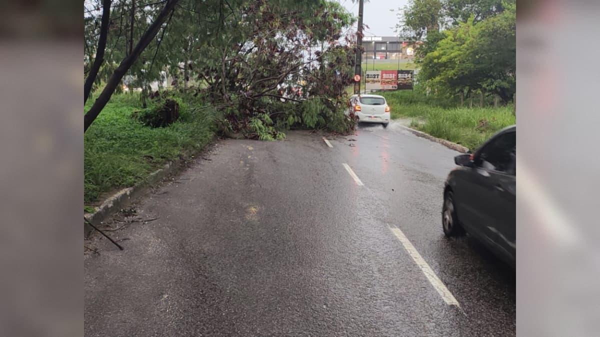 Árvore cai na avenida Hilton Souto Maior durante chuvas em João Pessoa