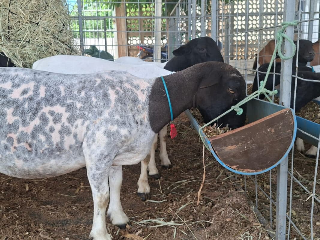 2ª Expo Agro Peixe termina hoje em Boqueirão