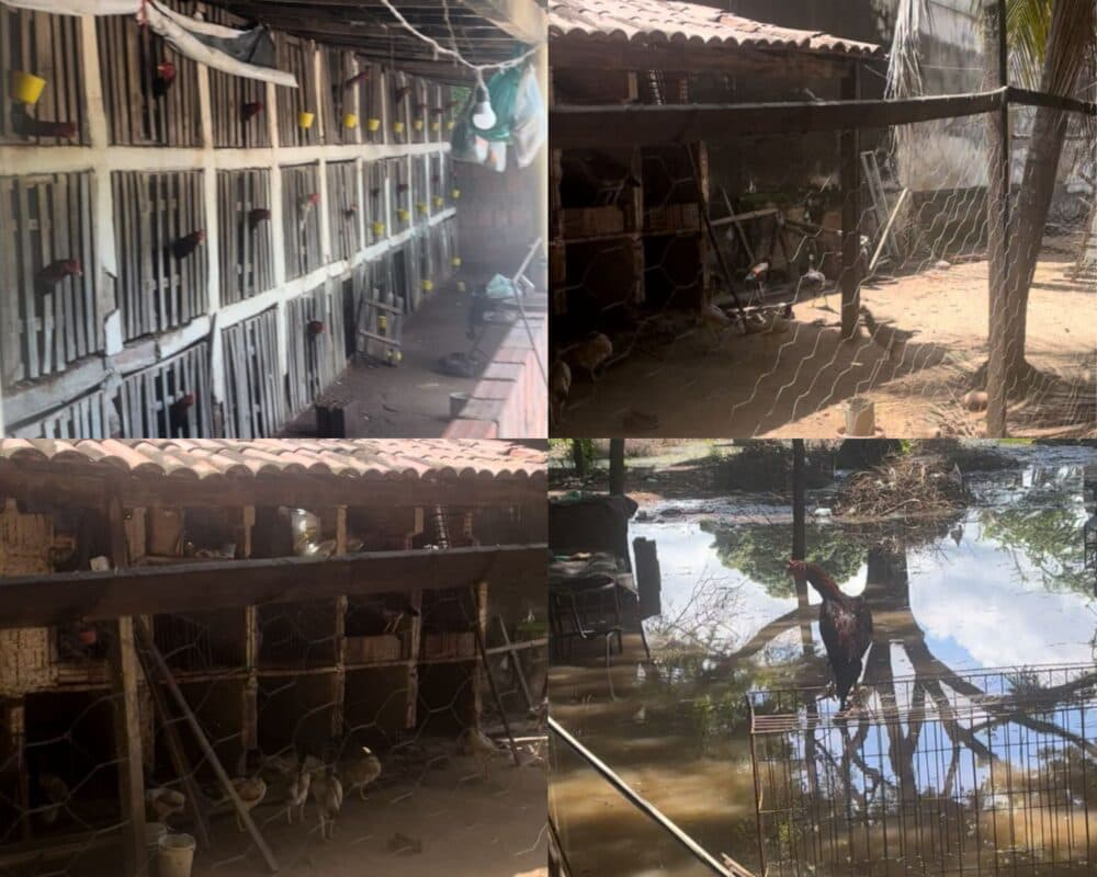 Polícia Militar fecha rinha de galos no Sertão da Paraíba e encontra 64 animais em situação de maus-tratos
