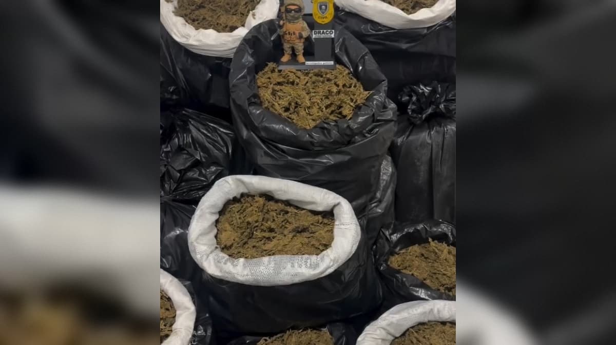 Polícia Civil apreende cerca de 300 kg de maconha no Cariri da Paraíba