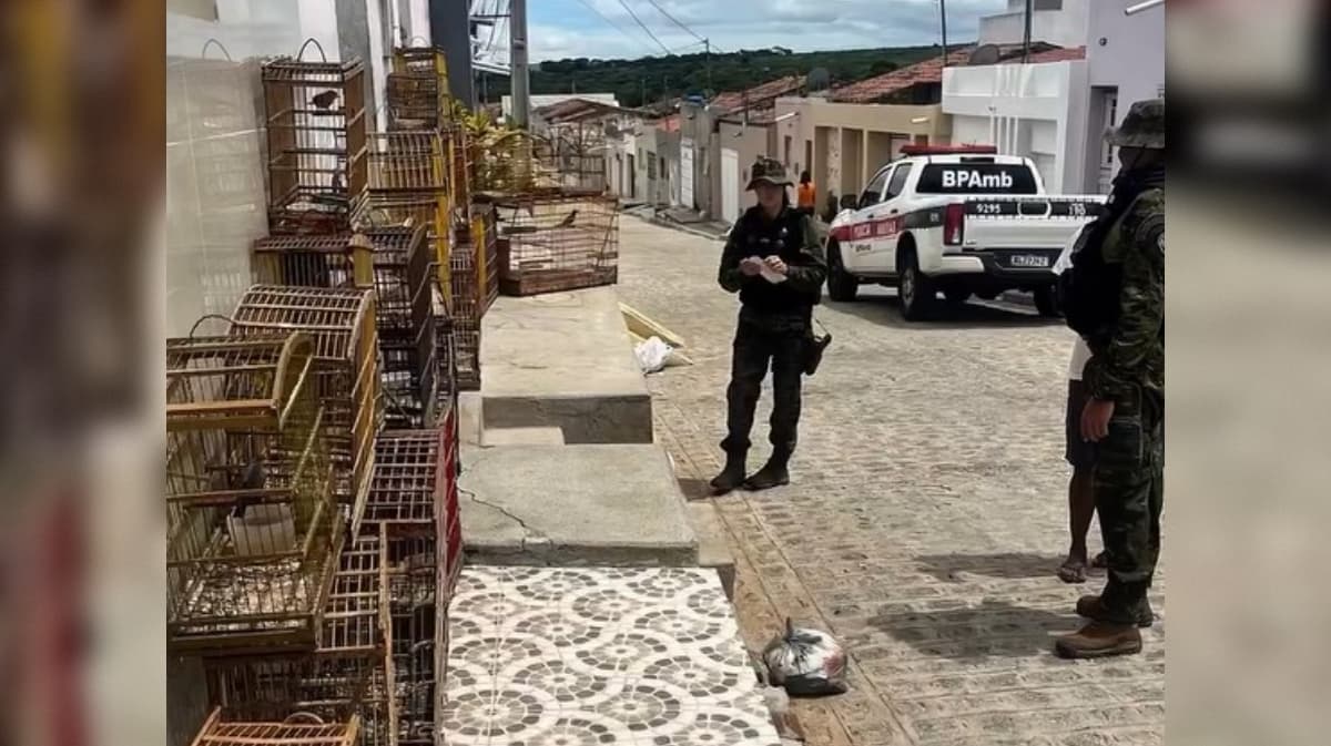 29 aves silvestres são resgatadas de cativeiro ilegal no Sertão da Paraíba