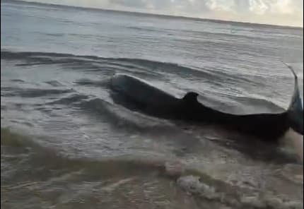 Baleia encalha na praia de Tabatinga, Litoral Sul da Paraíba