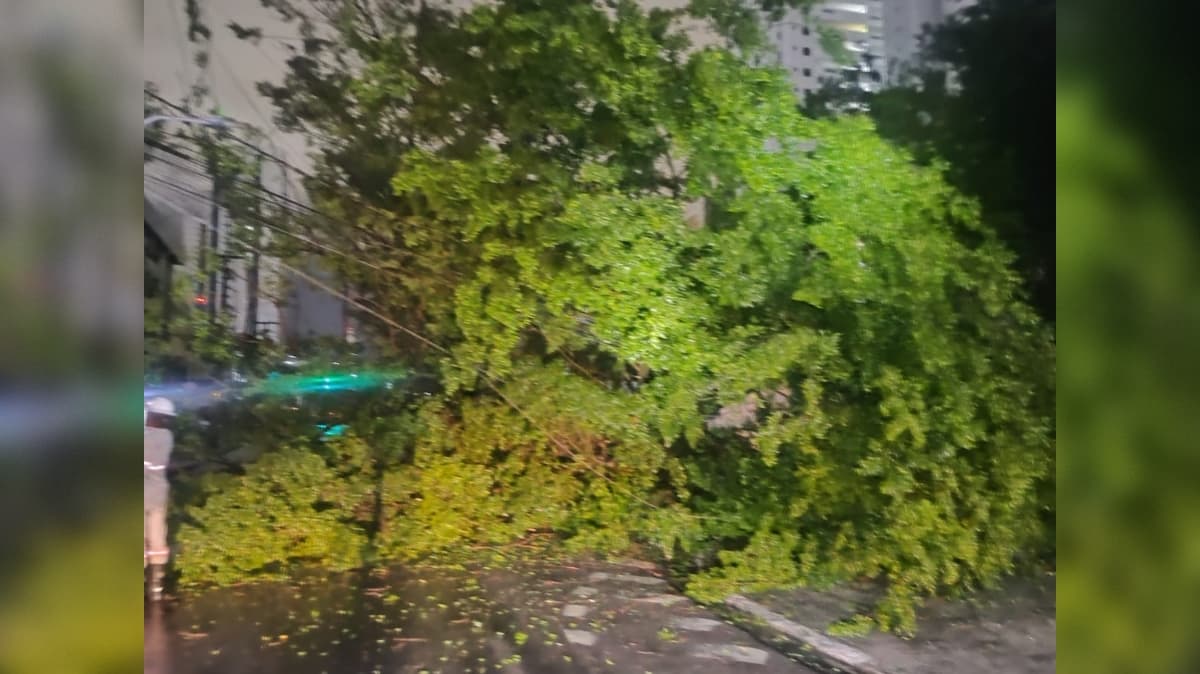 Avenida é bloqueada após queda de árvore no Expedicionários e poste é comprometido