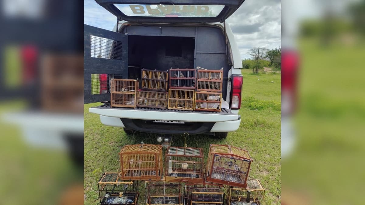 Sete homens são presos em competição de captura de aves silvestres