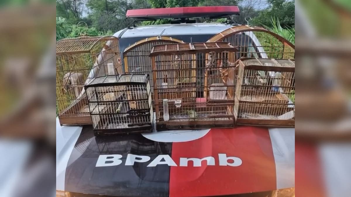 Homem é preso e aves mantidas em cativeiro ilegal são recuperadas em Patos