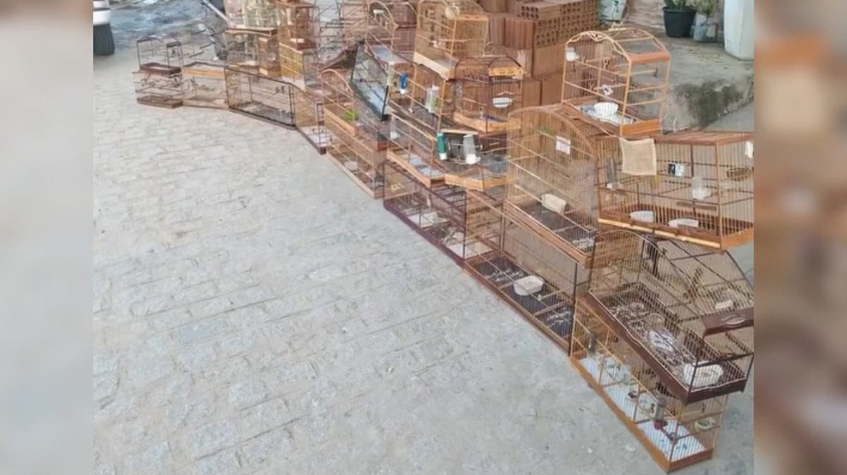 Mulher suspeitar de manter 40 aves em cativeiro ilegal é multada em mais de R$ 23 mil e presa em Patos