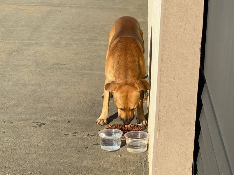 Governador sanciona lei que proíbe punição a quem alimentar animais em situação de rua na Paraíba