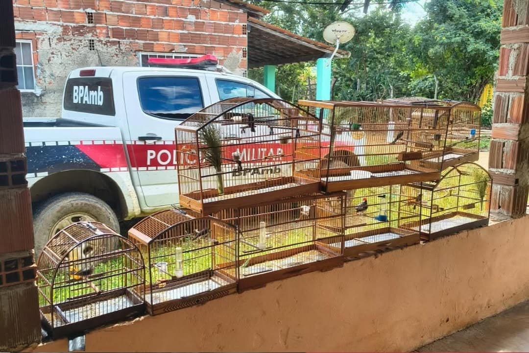 Oito aves silvestres são recuperadas e uma arma apreendida em operação em Belém