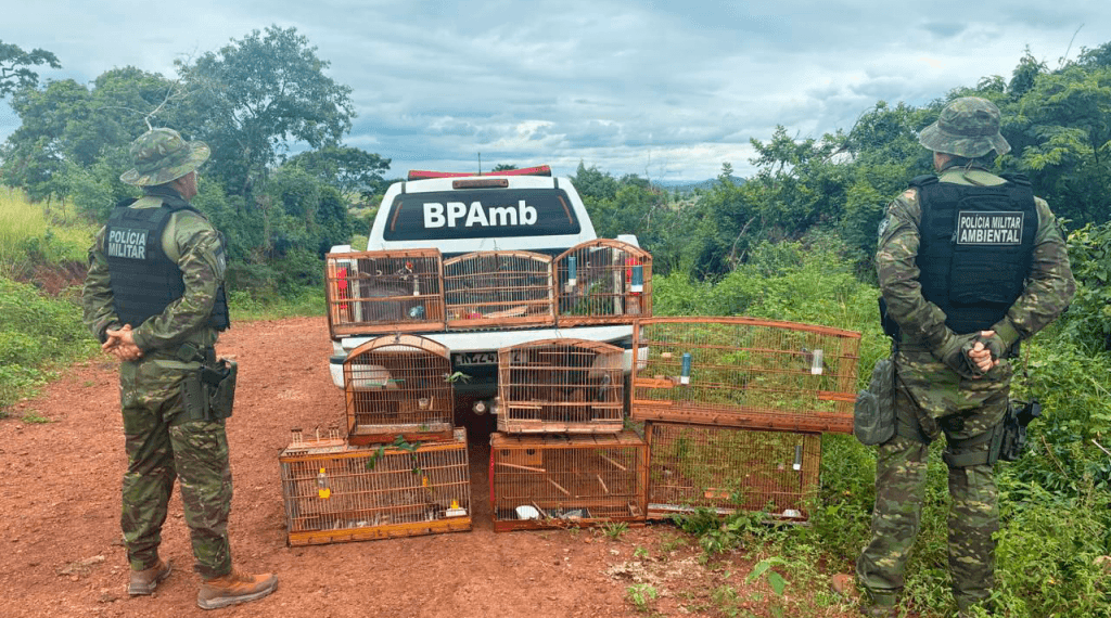 Dois homens são presos e 25 aves resgatadas em cativeiro irregular em Guarabira