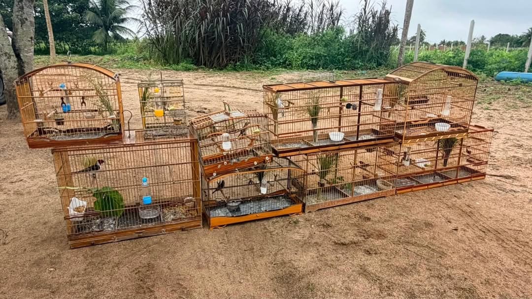 Dez aves silvestres são resgatadas em cativeiro ilegal em São Miguel de Taipu