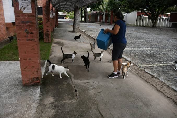 MPT cobra plano da UFPB para impedir acesso de gatos em ambientes internos