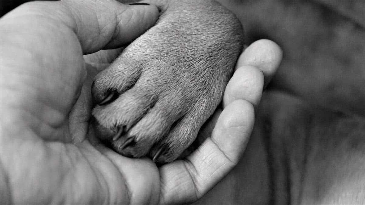 Mais de 200 animais foram mortos por envenenamento com chumbinho em Teixeira e polícia investiga