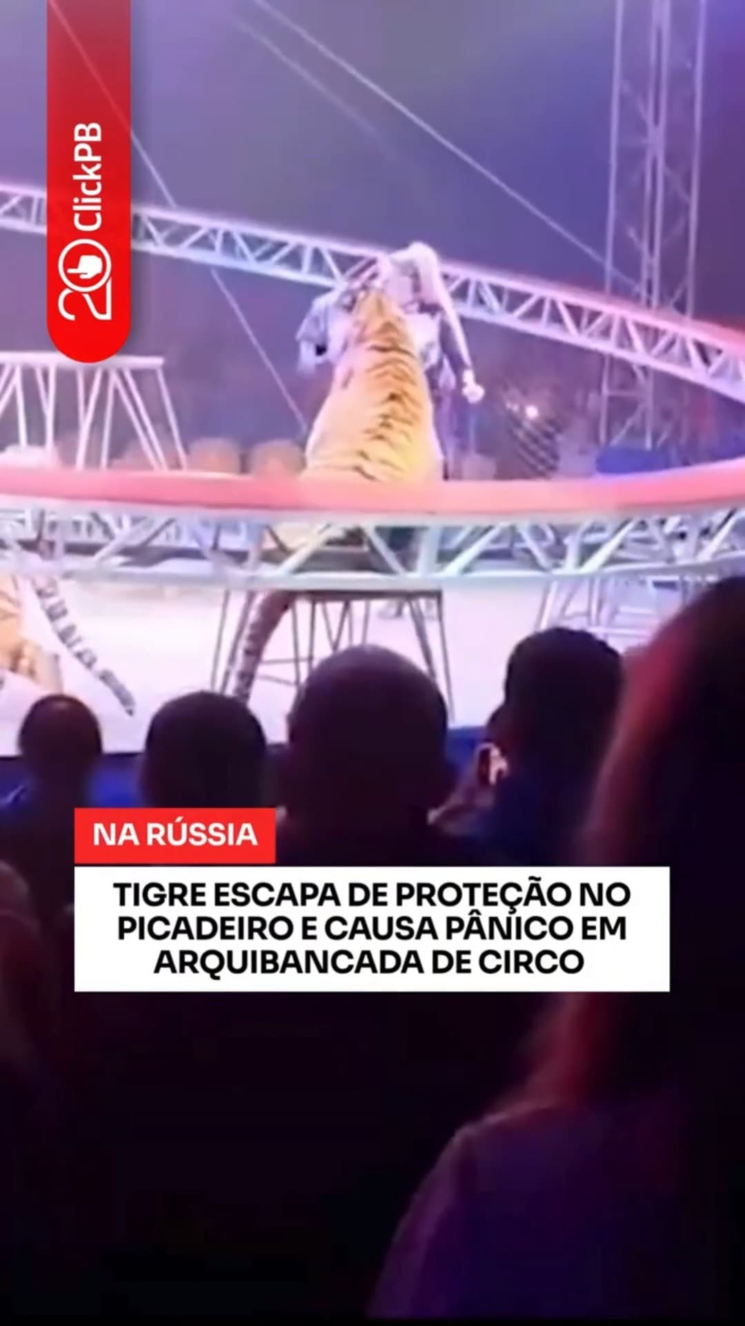 Tigre escapa de picadeiro e causa pânico em arquibancada de circo #Tigre #Circo #Shorts