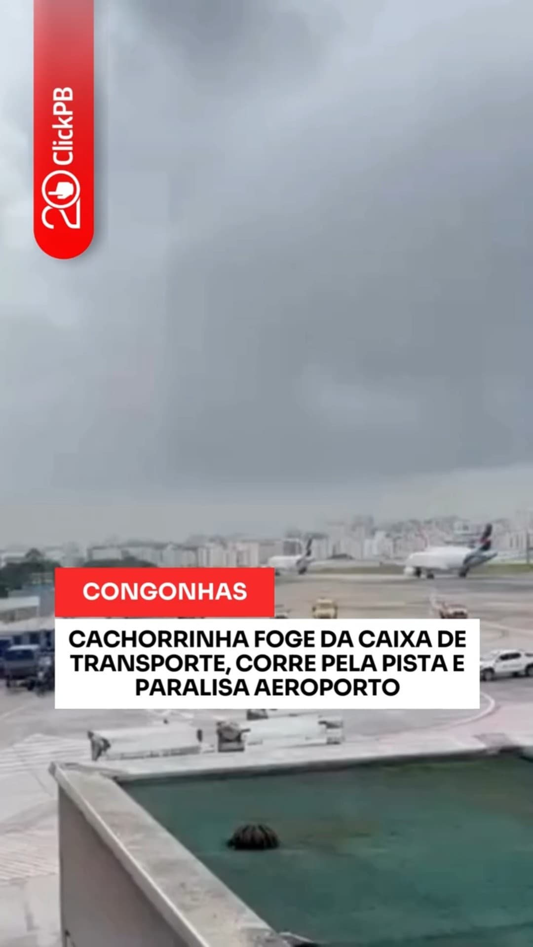 Cachorra invade pista e suspende voos em Congonhas #Aeroporto #Aviação #shorts