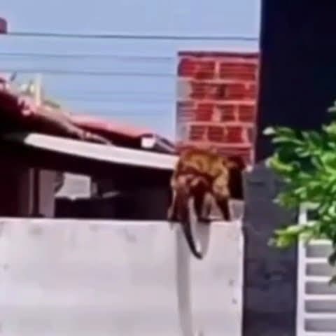 Macaco furta cafeteira, 'toca o terror' em cidade no RN e é capturado por moradores