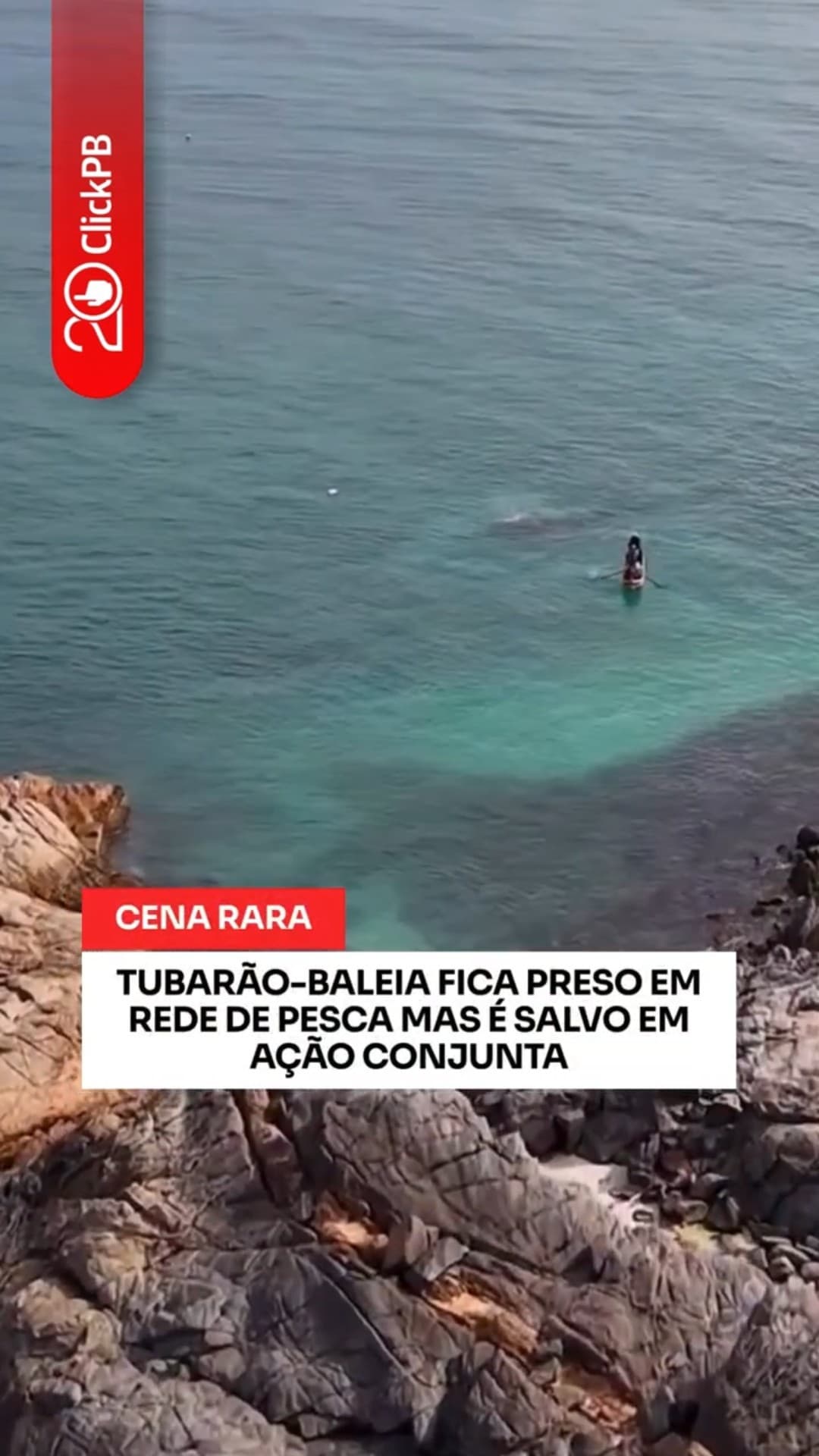 Tubarão-baleia é encontrado preso em rede de pesca #TubarãoBaleia #MeioAmbiente #Shorts