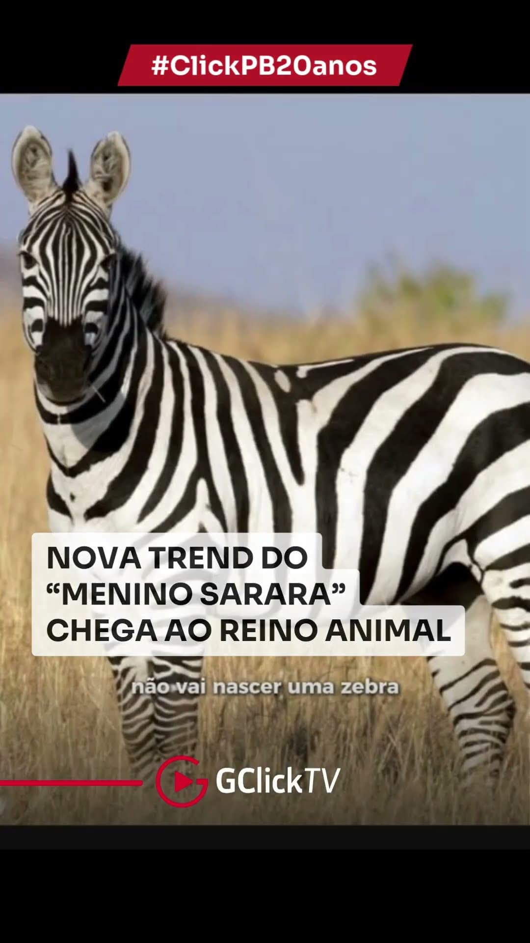 🔆 Trend do “Menino Sarará” ganha versão pet #Trend #CulturaDigital #shorts