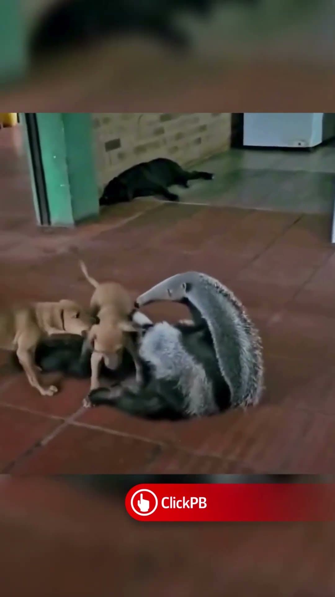 Tamanduá invade casa e faz amizade com cachorros🥰 #Tamandua #Animais #shorts