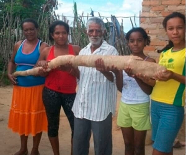 Aipim gigante é encontrado no município de Morro do Chapéu, BA