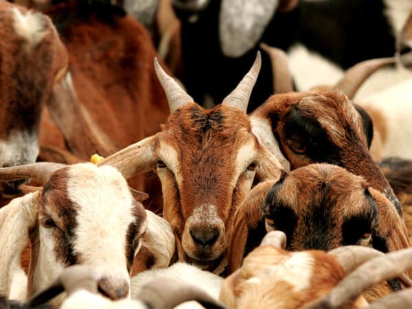 BOBE REI: Cabaceiras realiza maior evento de fortalecimento da caprinovinocultura