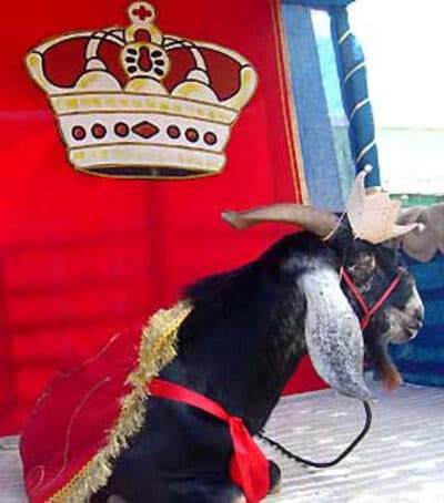 Cabaceiras Promete dar “Rasteira” em Londres no casamento do Bode Rei