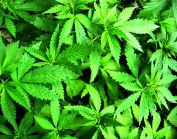 Toffoli pede vista e STF suspende julgamento sobre descriminalização da maconha para consumo