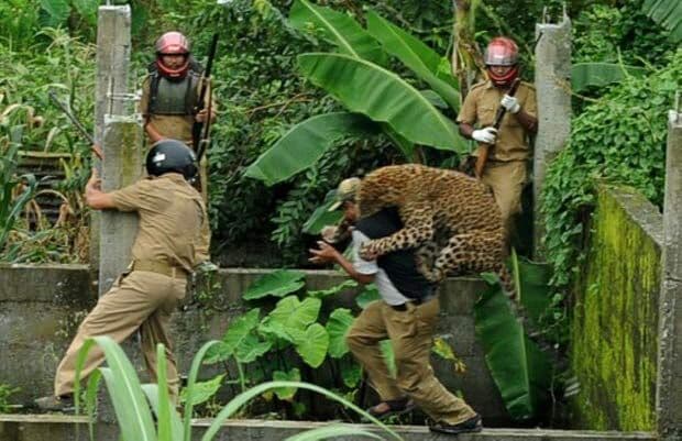 Leopardo é flagrado atacando guarda florestal na Índia