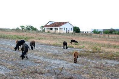 Prefeitura abandona Aeroporto de Monteiro e animais tomam conta da pista