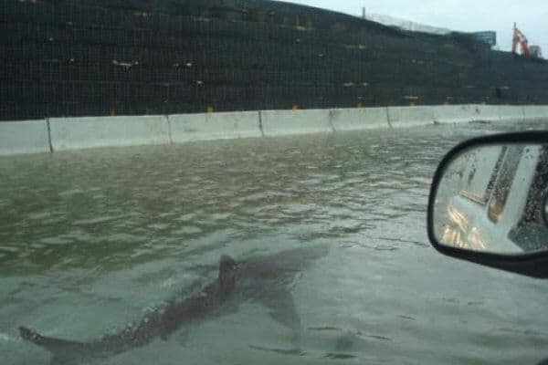 Tubarão é visto nadando em rua de Porto Rico