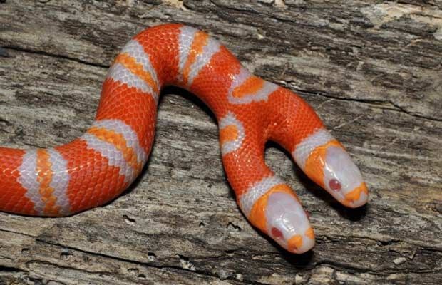 Cobra albina de 2 cabeças é colocada à venda por US$ 25 mil