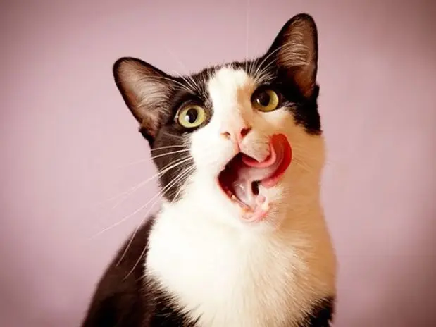 Febre de gatos fofos na internet vira negócio e gera renda