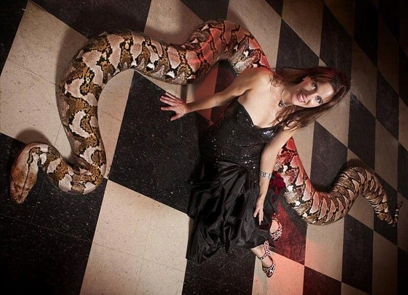 Guinness registra maior cobra em cativeiro do mundo