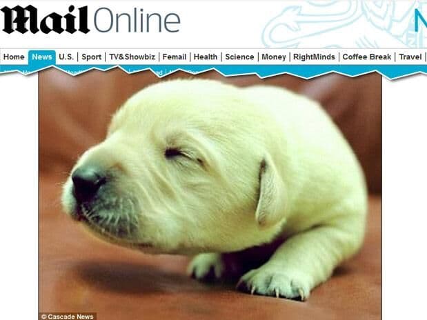 Com condição rara, cachorro nasce com coloração verde