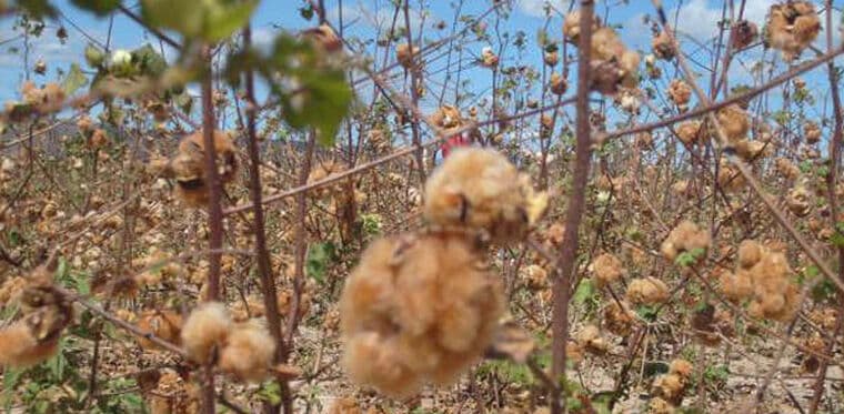 Colheita do Algodão deve reunir mais de mil pessoas em Ingá; confira programação