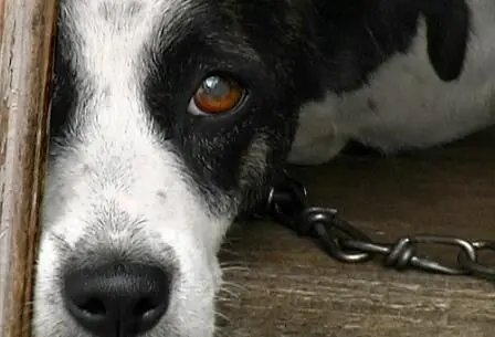 Delegado revela que 61 cachorros mortos em Teixeira serão periciados e resultado das investigações sairá em breve